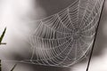 Cobweb; spider web; tela aranea; [Ã§âÂµÃ¥Â½Â±] Das Spinnennetz Royalty Free Stock Photo